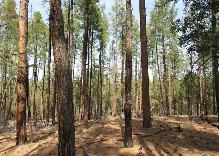 Forest 3 Bear's Den * Payson